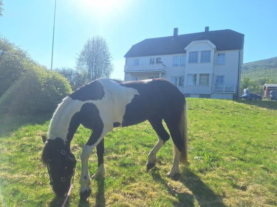 Privat Leilighet Pa Gard Med Badstue Og Nordlys Narvik Exterior photo