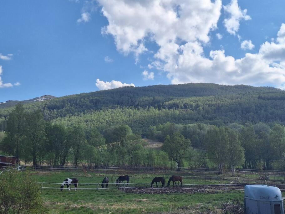Privat Leilighet Pa Gard Med Badstue Og Nordlys Narvik Exterior photo
